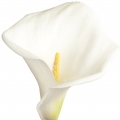 Arum Lily